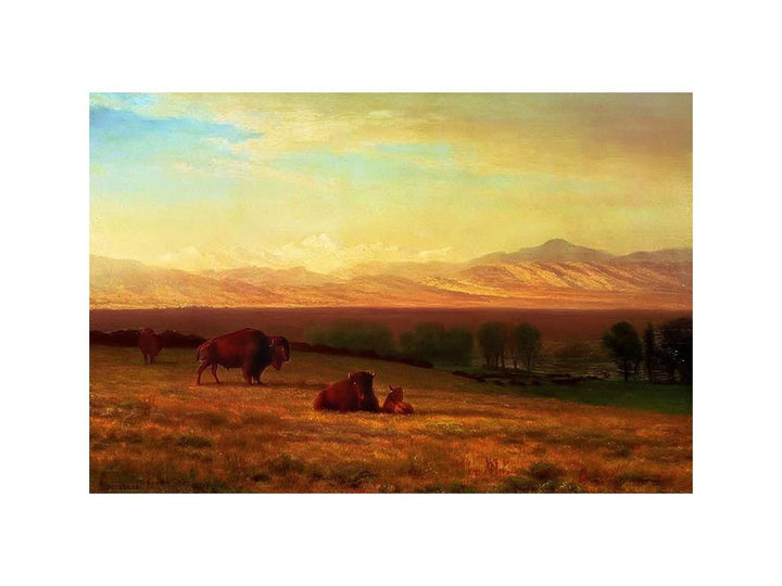 Buffalo on the Plains, c.1890