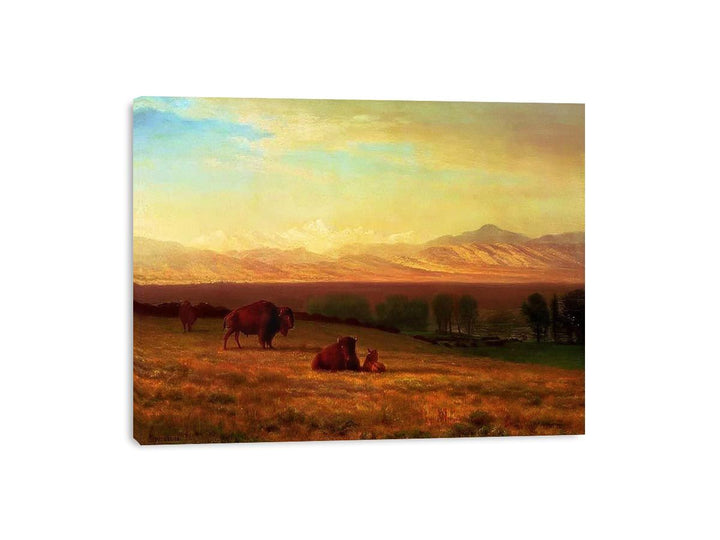 Buffalo on the Plains, c.1890
