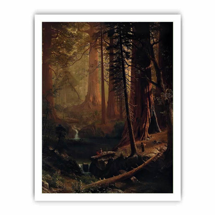 Giant Redwood Trees of California
