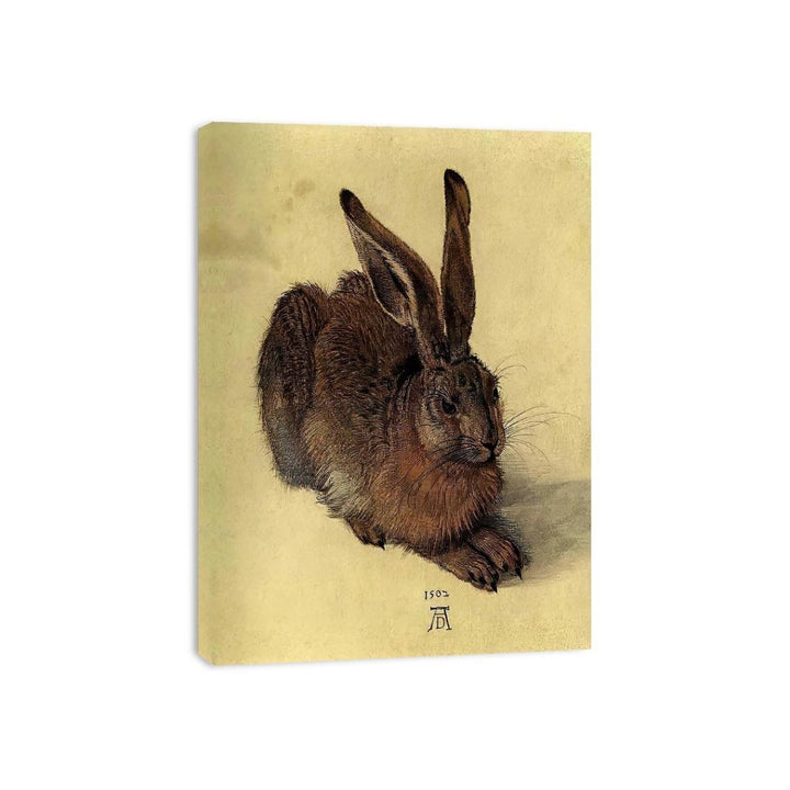 Young Hare I