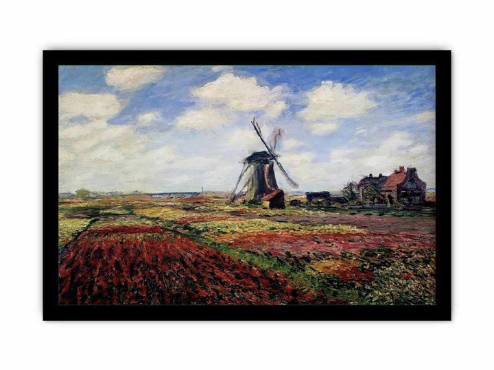 Field Of Tulips In Holland