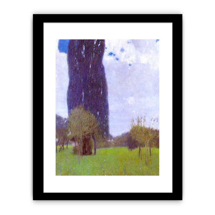 The Tall Poplar tree II