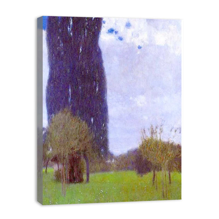 The Tall Poplar tree II