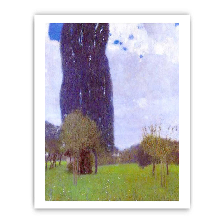The Tall Poplar tree II