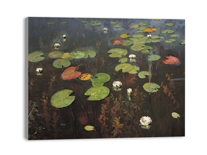 Water lilies