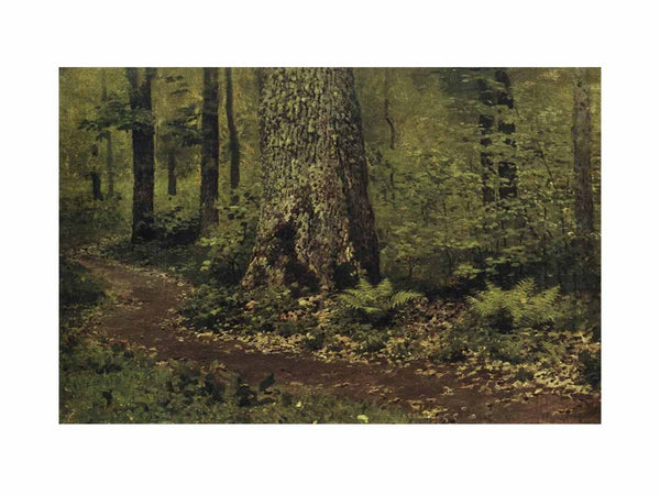 Path in the Deciduous Forest. Ferns