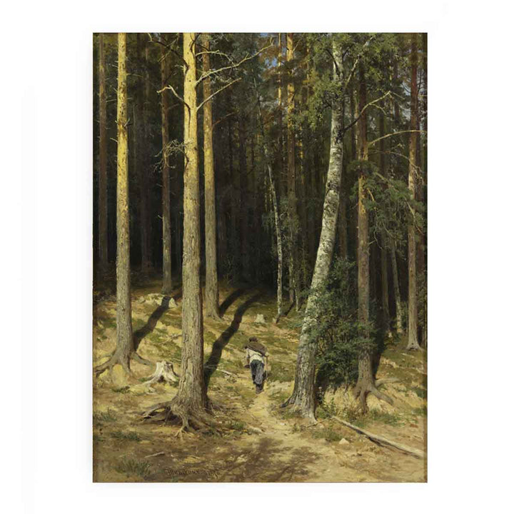 A pine forest