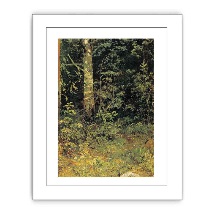 Birch and rowan