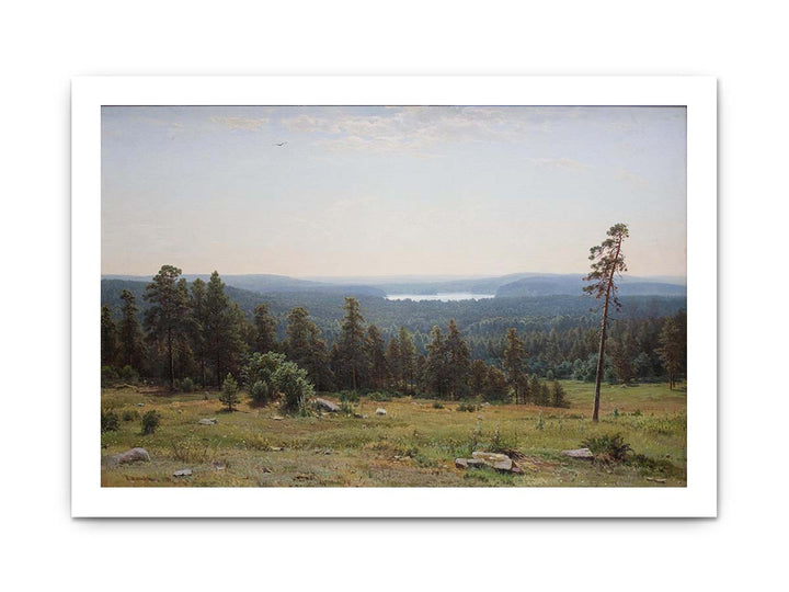The forest distant views