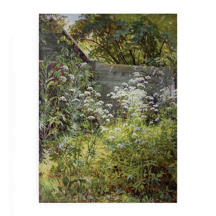 Corner Overgrown Garden. Aegopodium-grass