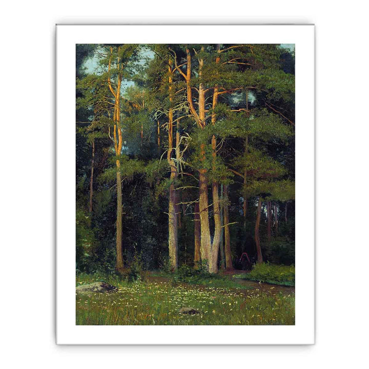 Pine forest in Ligovo