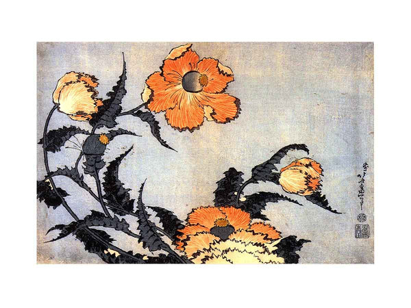 Poppies