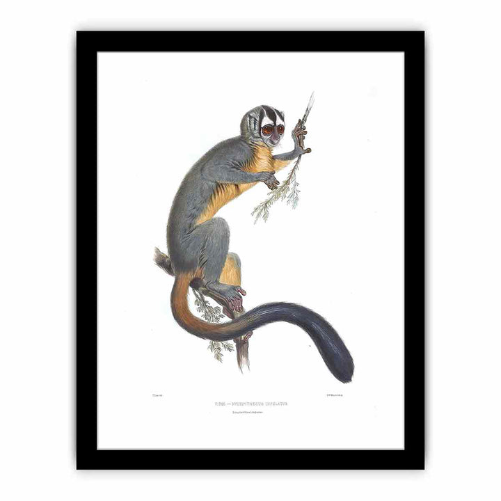 Nyctipithecus infulatus Lear
