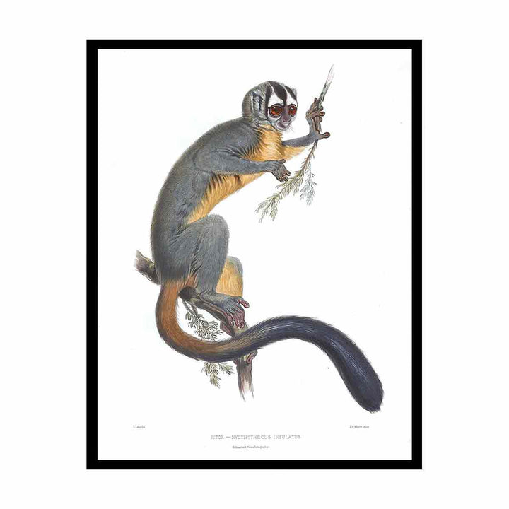Nyctipithecus infulatus Lear
