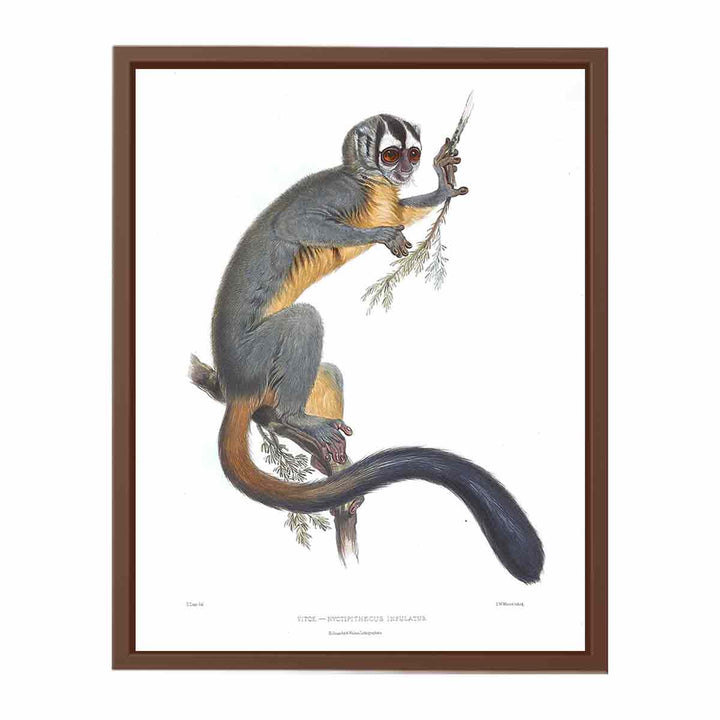 Nyctipithecus infulatus Lear