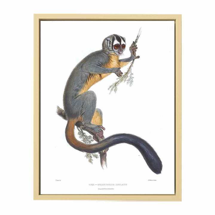 Nyctipithecus infulatus Lear