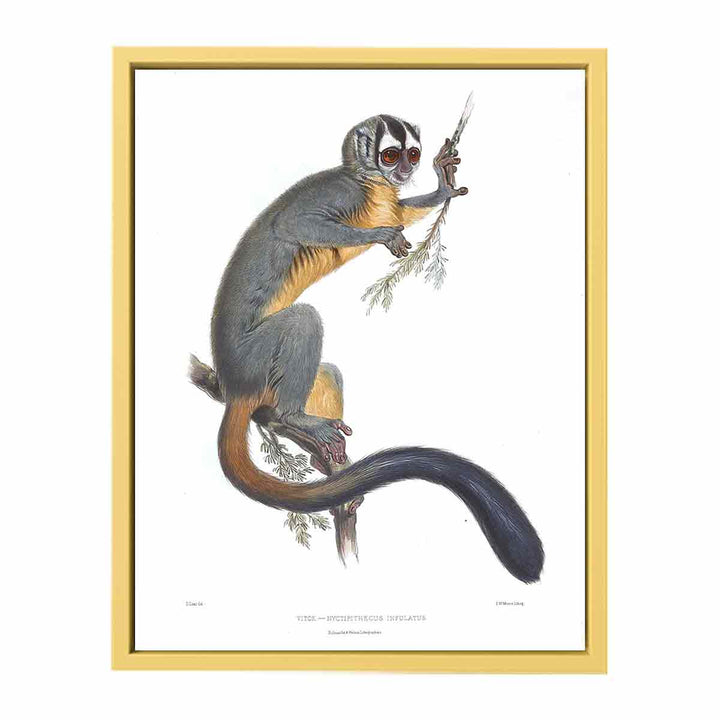 Nyctipithecus infulatus Lear