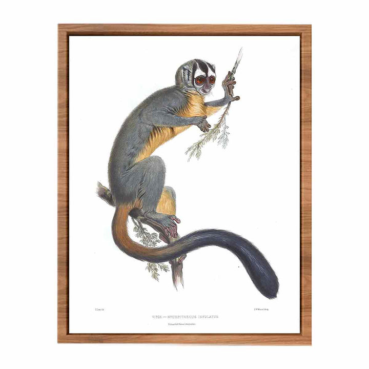 Nyctipithecus infulatus Lear
