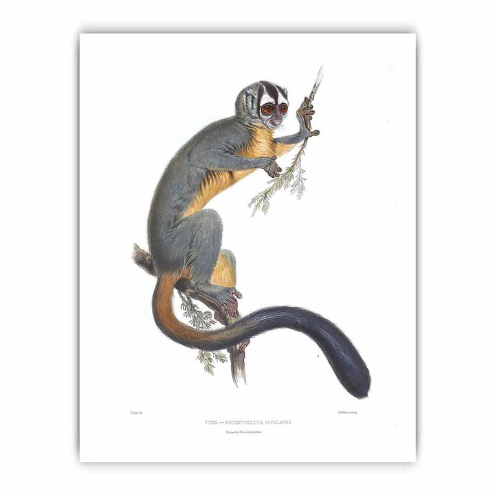 Nyctipithecus infulatus Lear