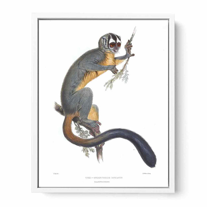 Nyctipithecus infulatus Lear