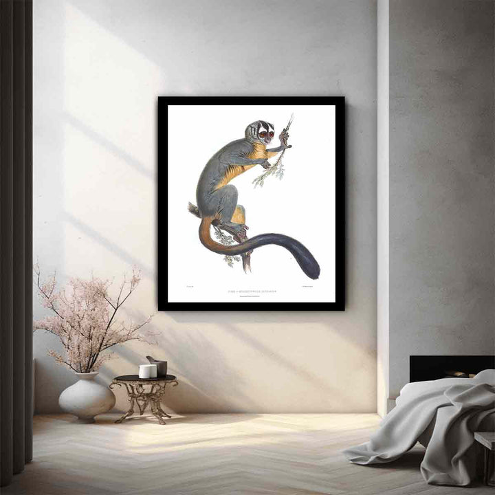 Nyctipithecus infulatus Lear