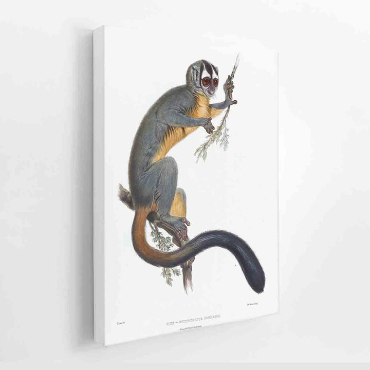 Nyctipithecus infulatus Lear