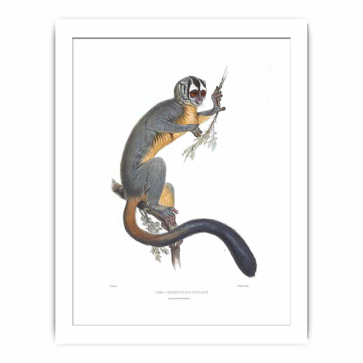 Nyctipithecus infulatus Lear