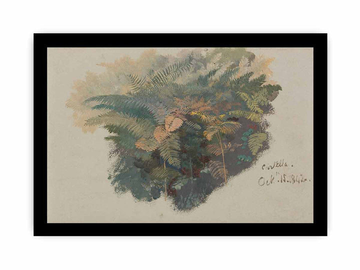 A Study of Ferns
