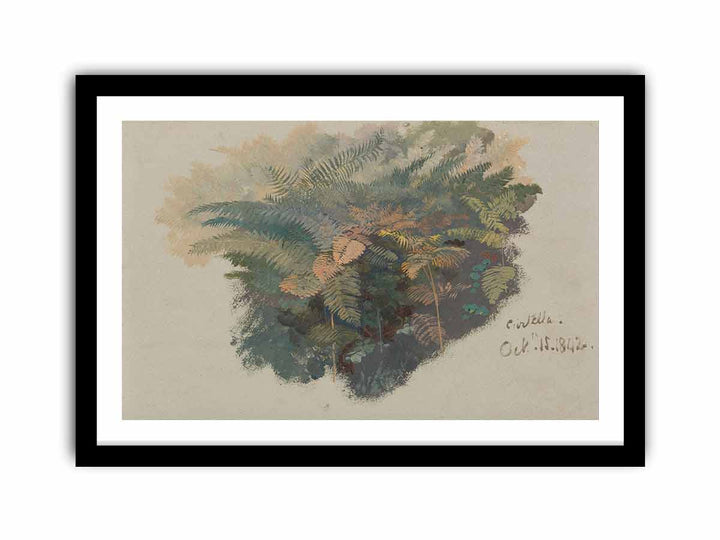 A Study of Ferns