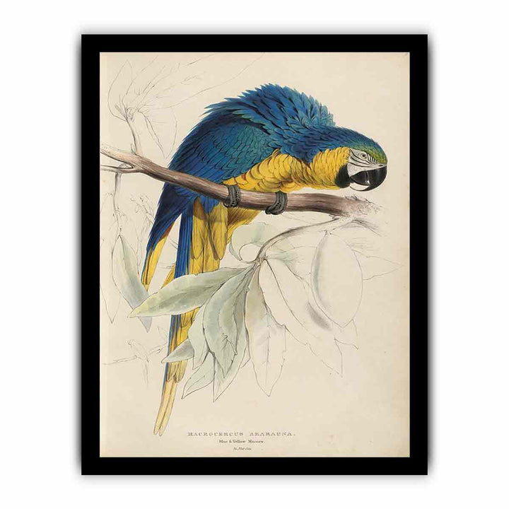 Illustrations of the family of Psittacidœ, or parrots, plate