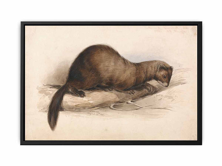 A Weasel