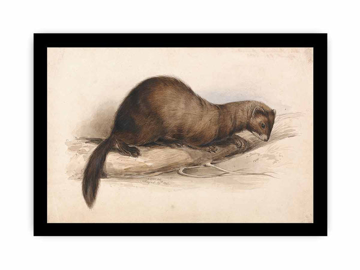 A Weasel
