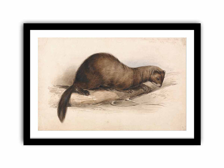 A Weasel