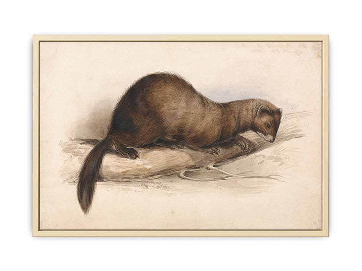A Weasel