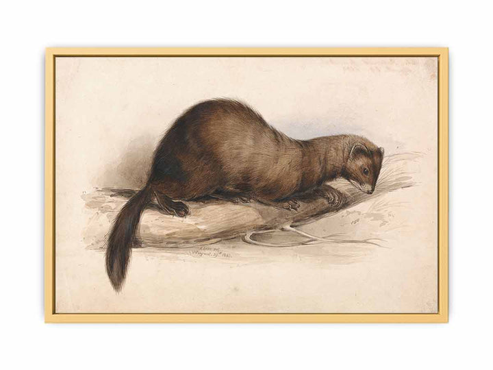 A Weasel