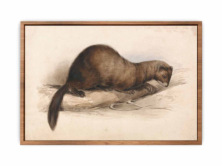 A Weasel
