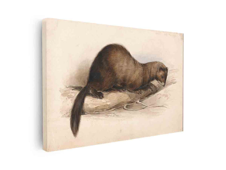 A Weasel