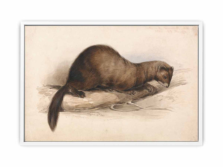 A Weasel