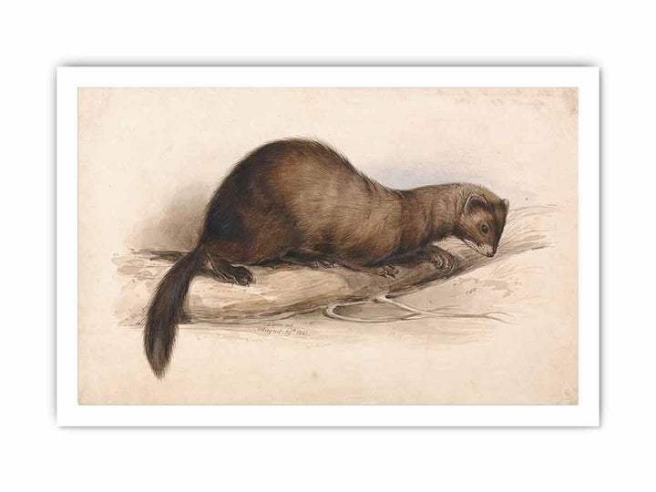 A Weasel