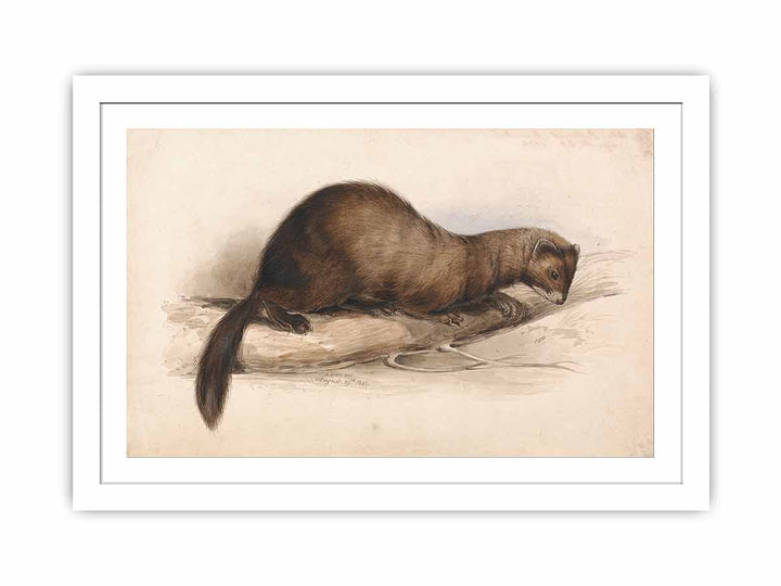 A Weasel