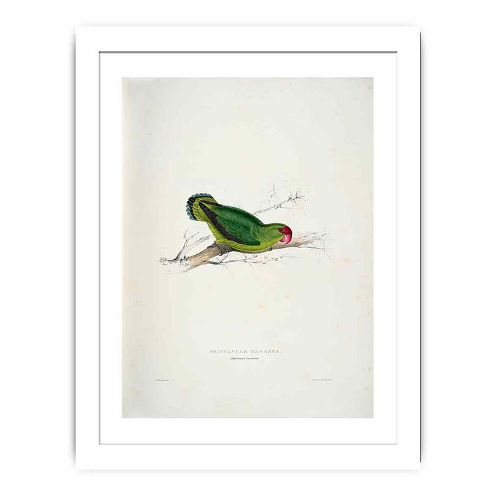 Agapornis taranta -Psittacula taranta Abyssinian parrakeet -by Edward Lear
