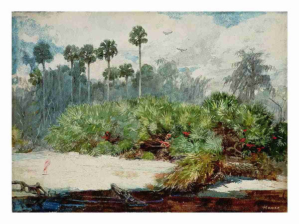 Florida Jungle