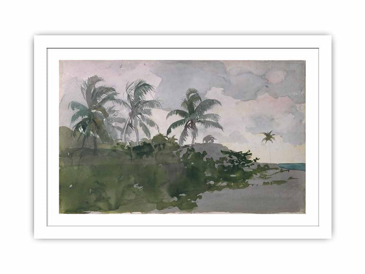 Coconut Palms