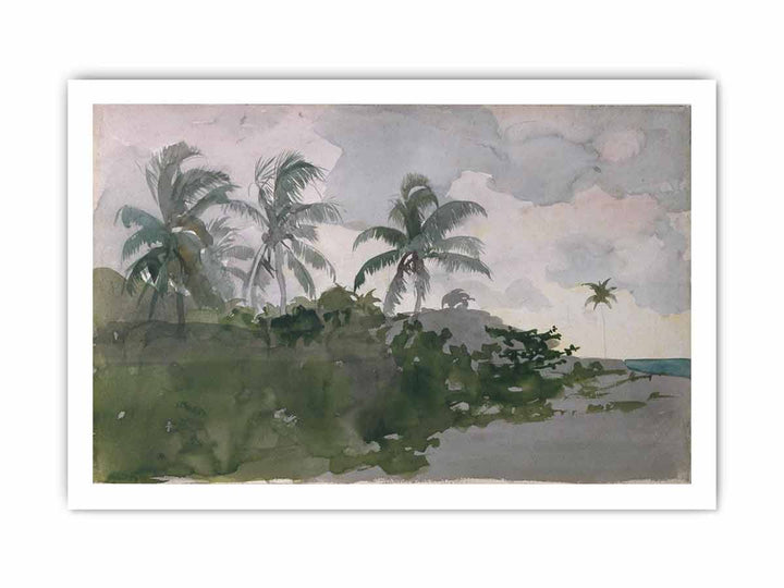 Coconut Palms