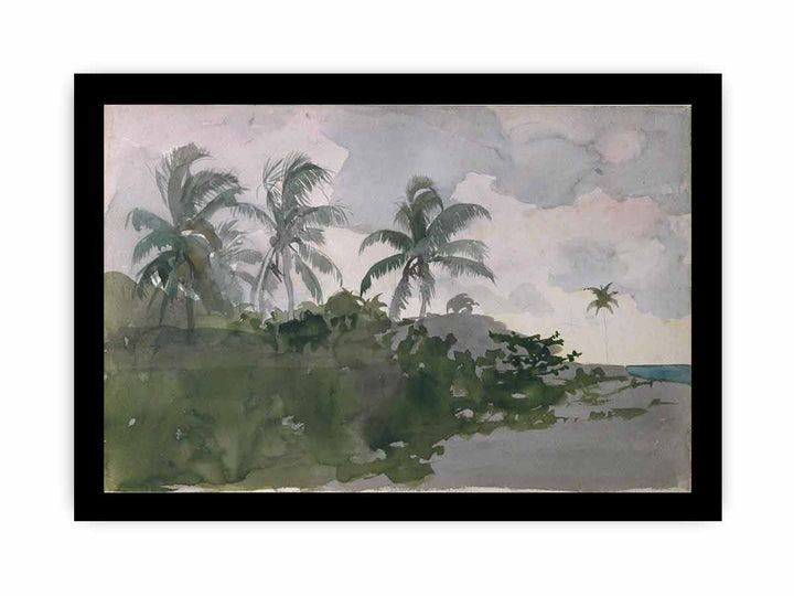 Coconut Palms