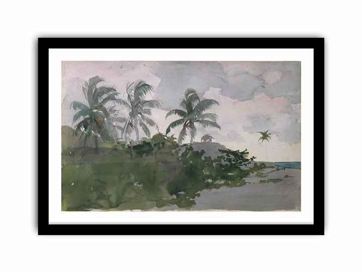 Coconut Palms