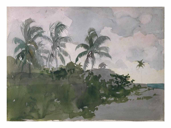 Coconut Palms