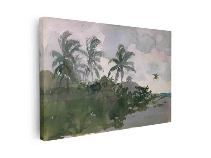 Coconut Palms