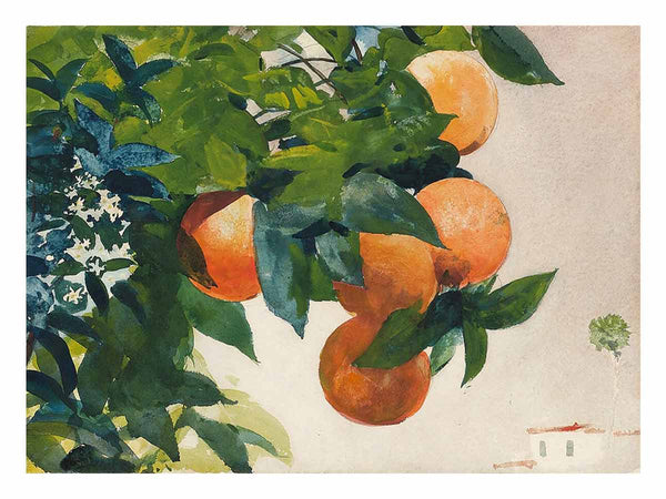 Oranges on a Branch