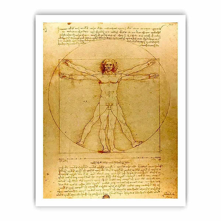 Vitruvian Man by Leonardo Da Vinci
